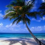 palm tree palm tree